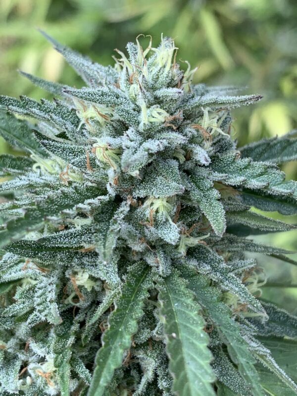 Poochies Papaya x Slapz Seeds