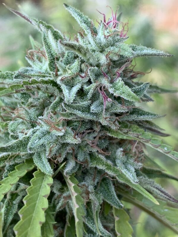 Poochies Papaya x Slapz