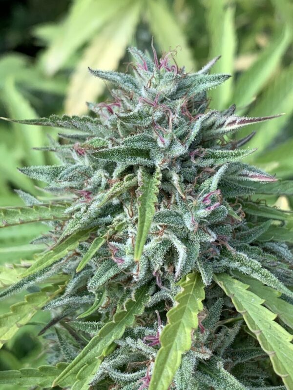 Poochies Papaya x Slapz