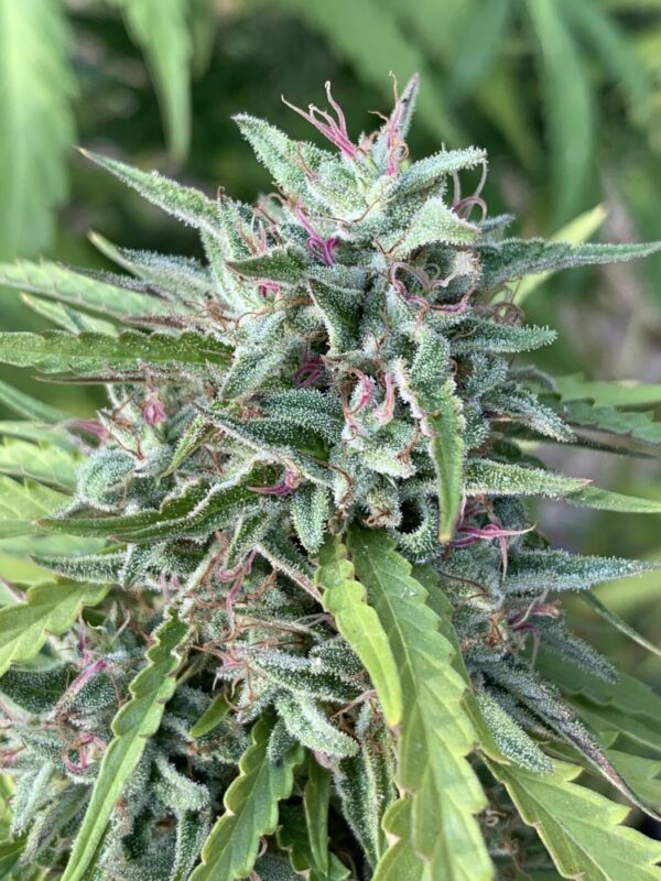 Poochies Papaya x Slapz