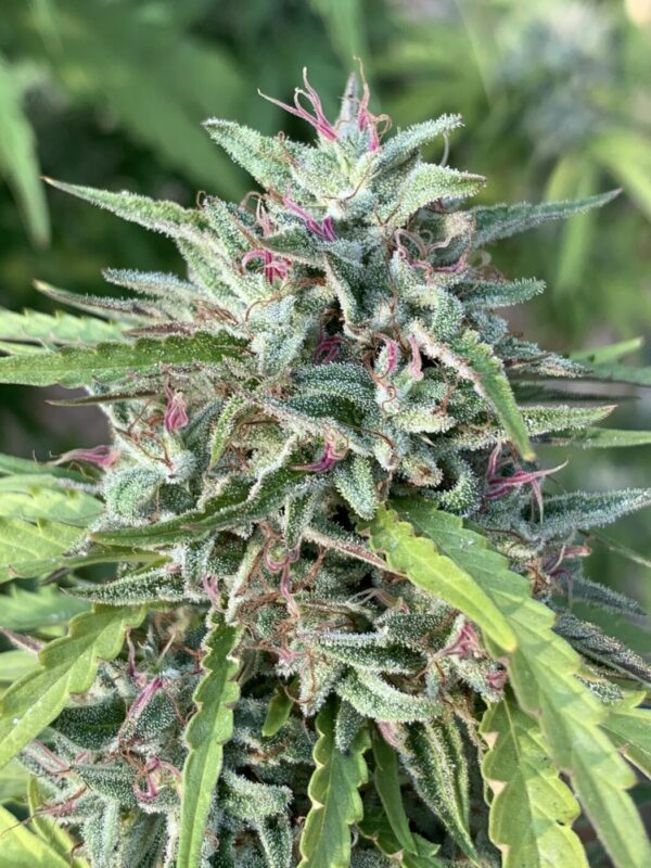 Poochies Papaya x Slapz