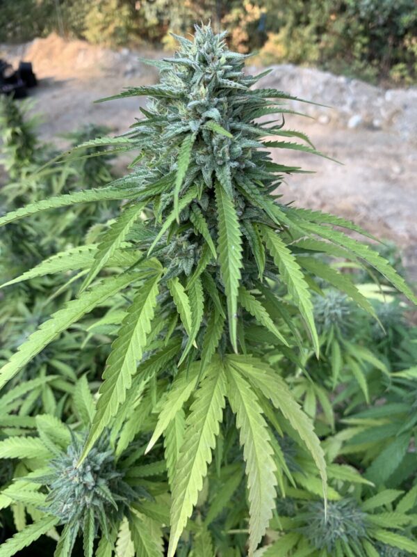 Poochies Papaya x Slapz