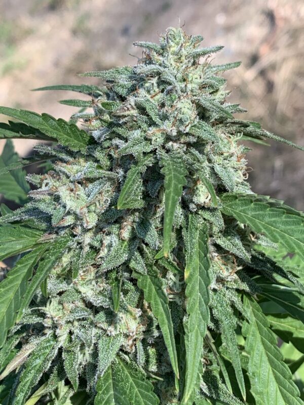 Poochies Papaya x Slapz