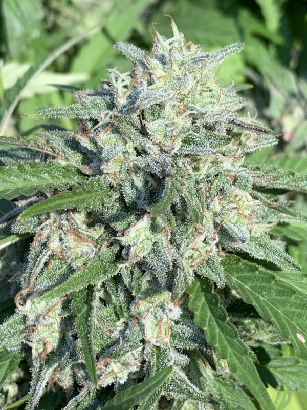 Poochies Papaya x Slapz