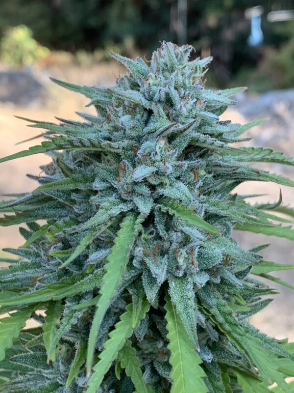 Poochies Papaya x Slapz