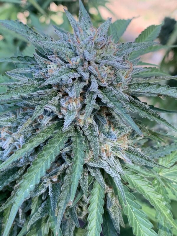 Poochies Papaya x Slapz