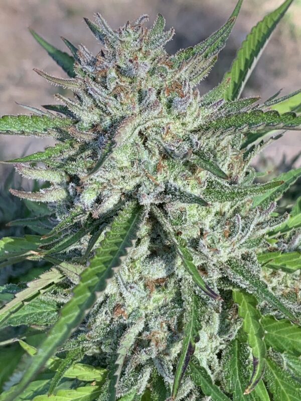 Poochies Papaya x Slapz