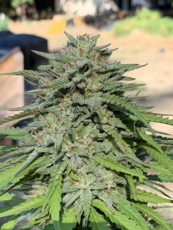 Poochies Papaya x Slapz