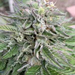 Poochies x Slapz X Tropaya Seeds