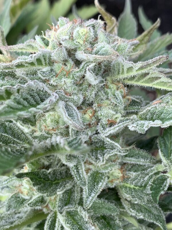 TROPALICIOUS (Poochies Papaya x Slapz) x Tropaya Seeds