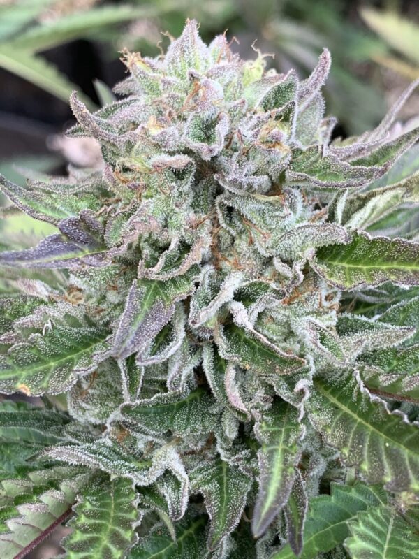 TROPALICIOUS (Poochies Papaya x Slapz) x Tropaya Seeds