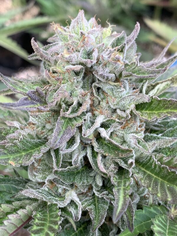 TROPALICIOUS (Poochies Papaya x Slapz) x Tropaya Seeds