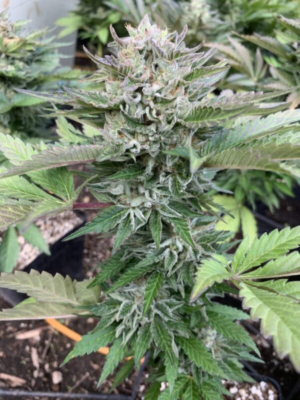 TROPALICIOUS (Poochies Papaya x Slapz) x Tropaya Seeds