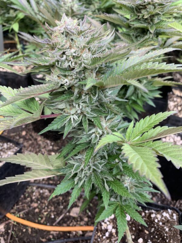 TROPALICIOUS (Poochies Papaya x Slapz) x Tropaya Seeds