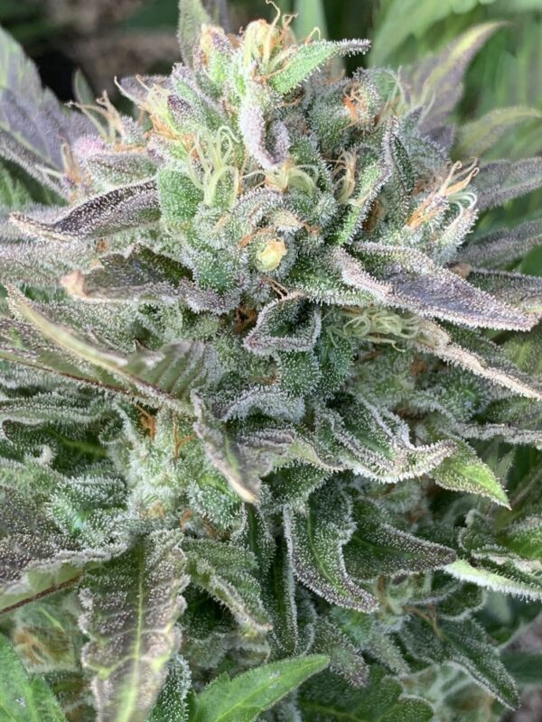 TROPALICIOUS (Poochies Papaya x Slapz) x Tropaya Seeds