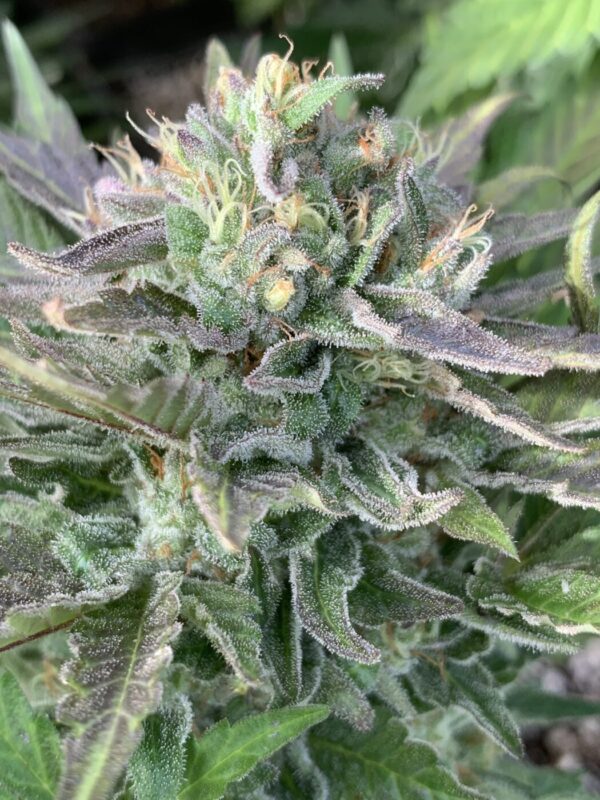 TROPALICIOUS (Poochies Papaya x Slapz) x Tropaya Seeds