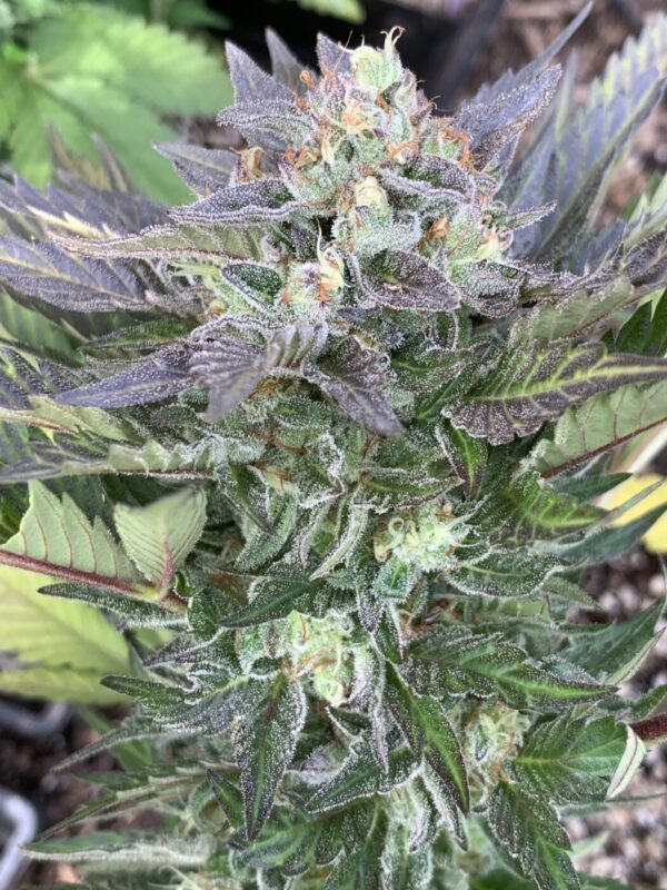 TROPALICIOUS (Poochies Papaya x Slapz) x Tropaya Seeds