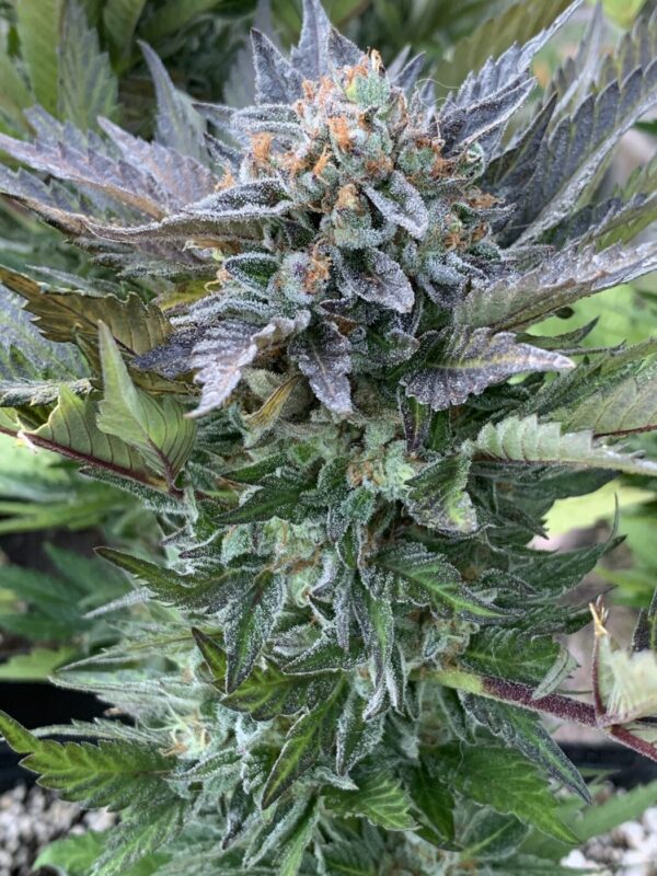 TROPALICIOUS (Poochies Papaya x Slapz) x Tropaya Seeds