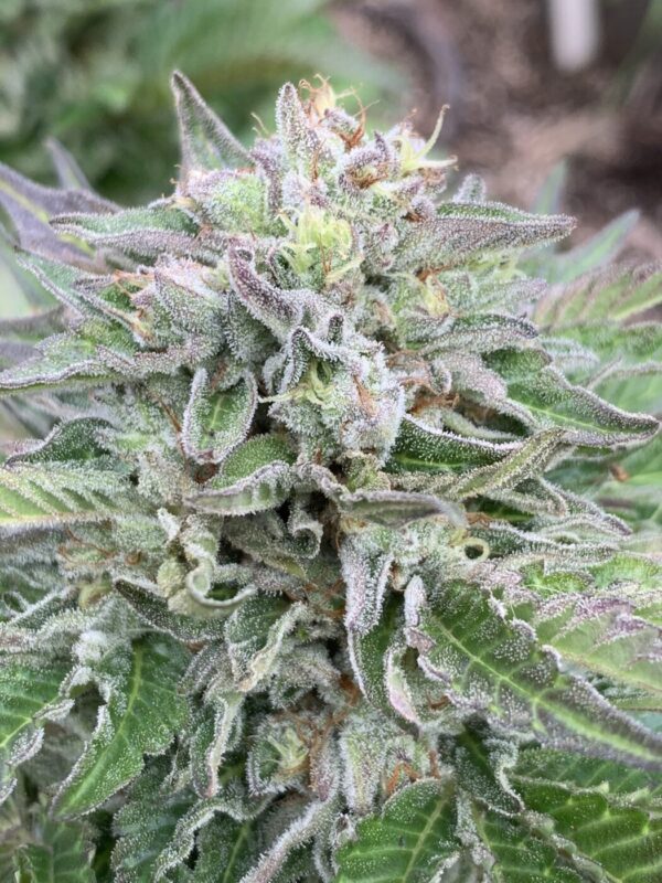 TROPALICIOUS (Poochies Papaya x Slapz) x Tropaya Seeds