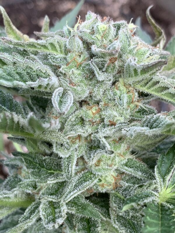 TROPALICIOUS (Poochies Papaya x Slapz) x Tropaya Seeds