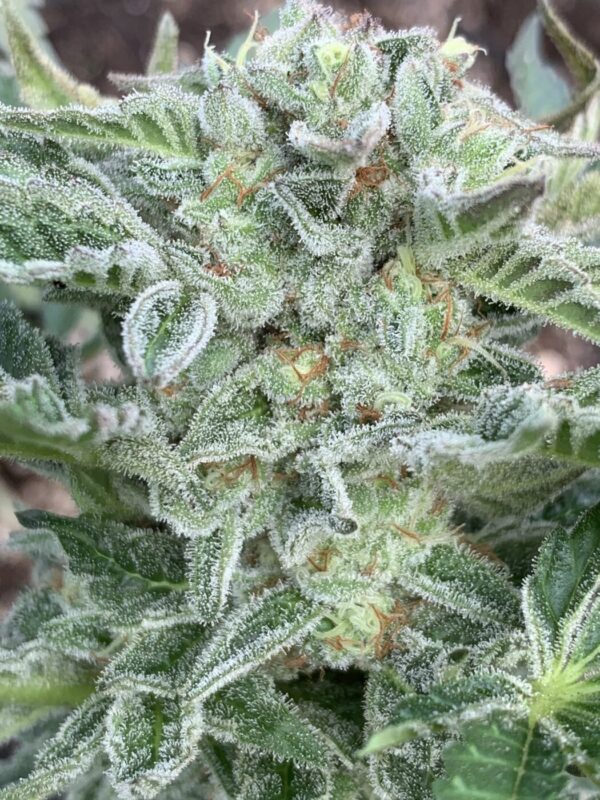 TROPALICIOUS (Poochies Papaya x Slapz) x Tropaya Seeds