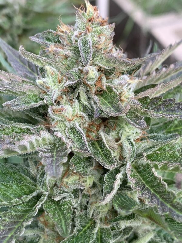 TROPALICIOUS (Poochies Papaya x Slapz) x Tropaya Seeds