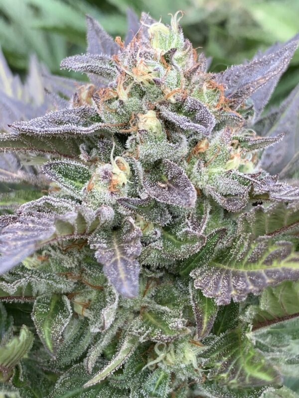 TROPALICIOUS (Poochies Papaya x Slapz) x Tropaya Seeds