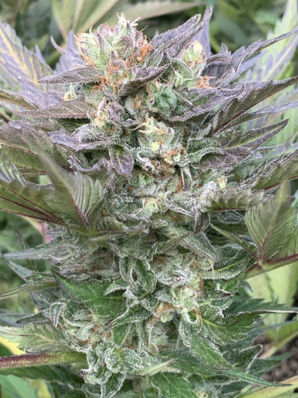 TROPALICIOUS (Poochies Papaya x Slapz) x Tropaya Seeds