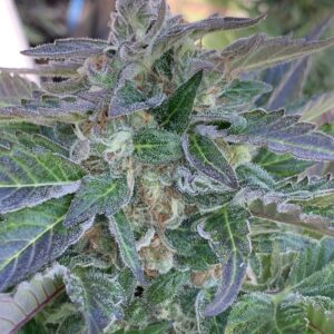 Skunk Tangerine x Lime x Zkittlez x Lime x Tropaya_1