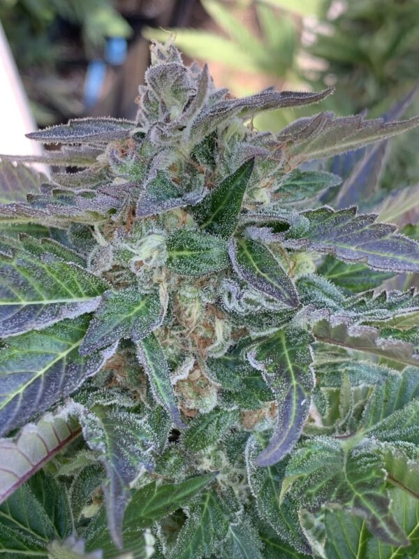 Skunk Tangerine x Lime x Zkittlez x Lime x Tropaya_1