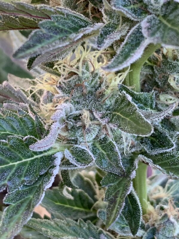 (Skunk Tangerine x Lime x Zkittlez x Lime) x Tropaya F1