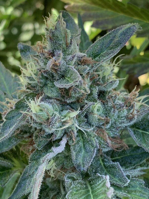 (Skunk Tangerine x Lime x Zkittlez x Lime) x Tropaya F1