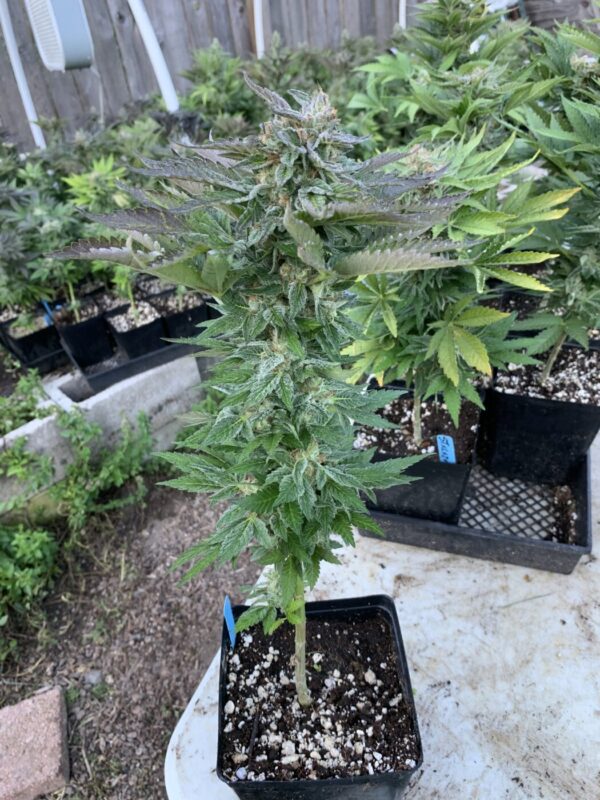 (Skunk Tangerine x Lime x Zkittlez x Lime) x Tropaya F1