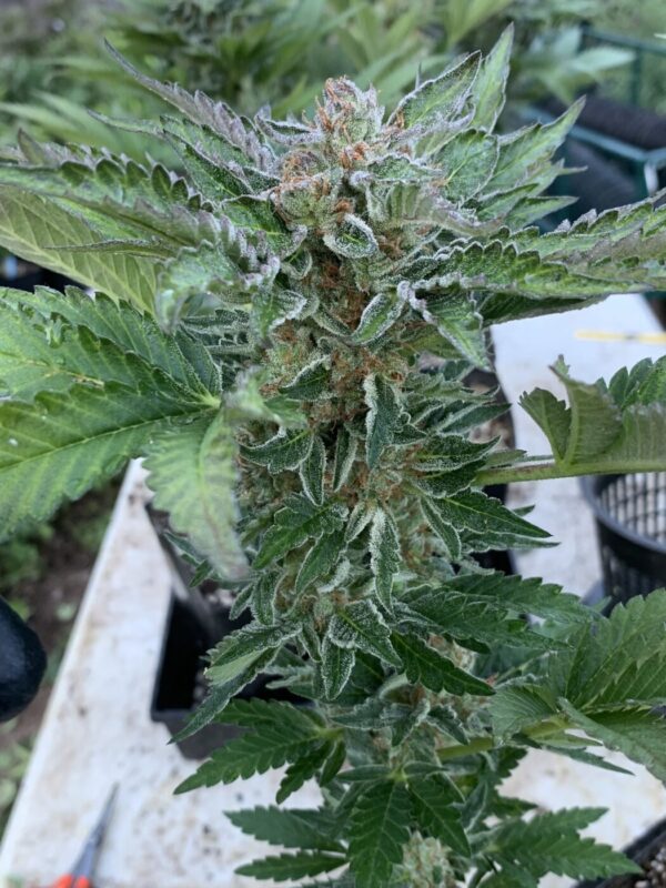 (Skunk Tangerine x Lime x Zkittlez x Lime) x Tropaya F1