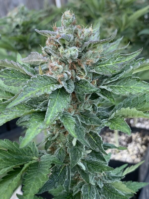 (Skunk Tangerine x Lime x Zkittlez x Lime) x Tropaya F1