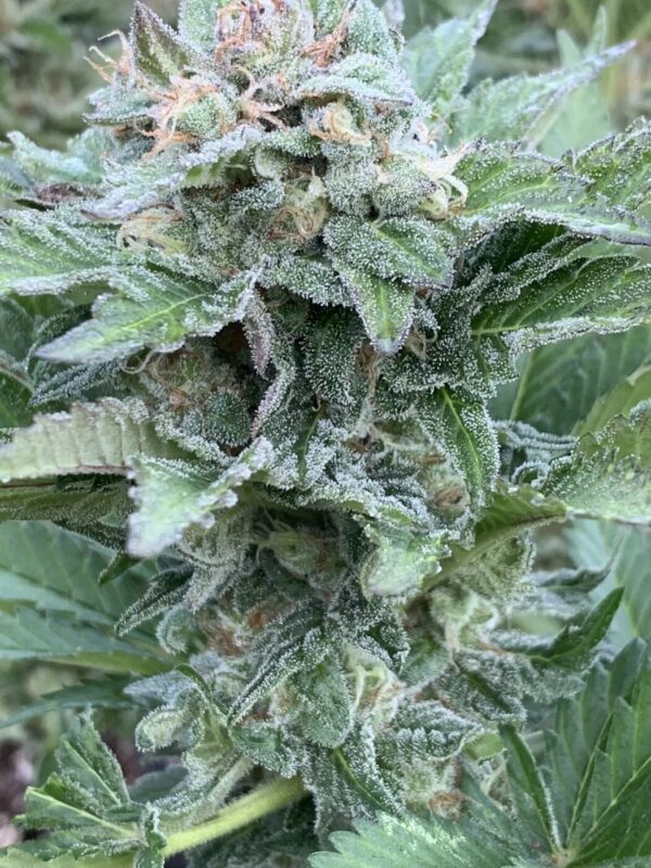 (Skunk Tangerine x Lime x Zkittlez x Lime) x Tropaya F1