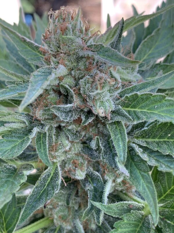 (Skunk Tangerine x Lime x Zkittlez x Lime) x Tropaya F1