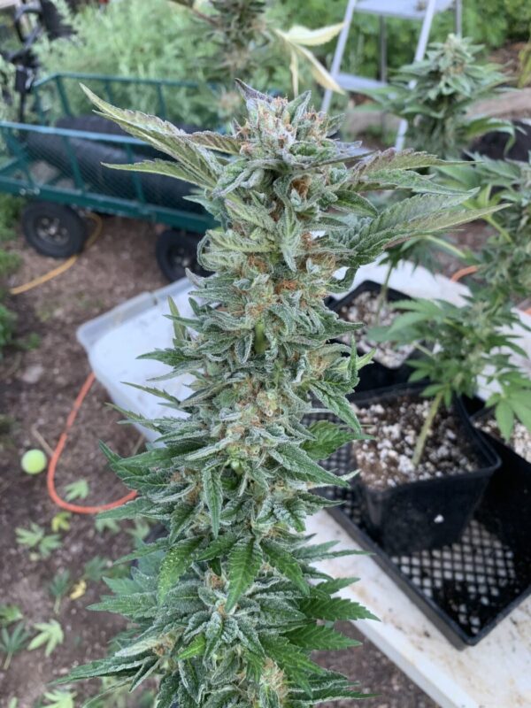 (Skunk Tangerine x Lime x Zkittlez x Lime) x Tropaya F1