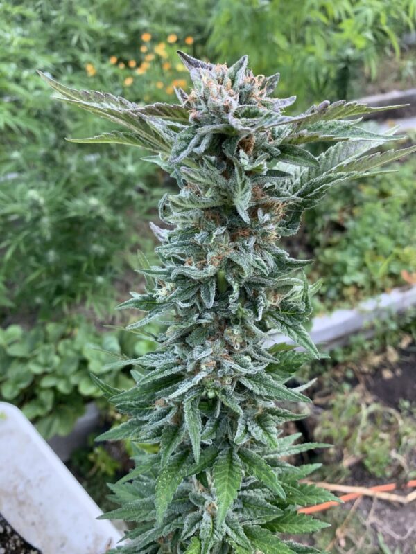 (Skunk Tangerine x Lime x Zkittlez x Lime) x Tropaya F1
