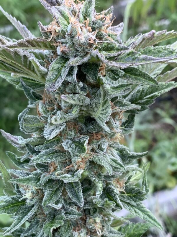 (Skunk Tangerine x Lime x Zkittlez x Lime) x Tropaya F1
