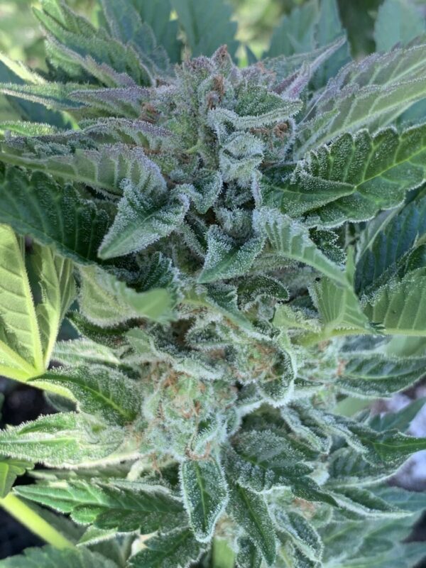 (Skunk Tangerine x Lime x Zkittlez x Lime) x Tropaya F1