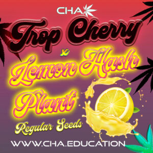 Tropicanna Cherry x Lemon Hashplant