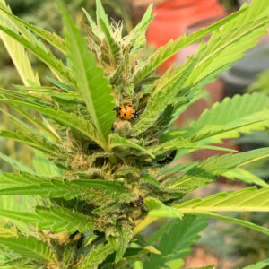 Tropaya F2 (Tropicanna Cookies x Papaya)