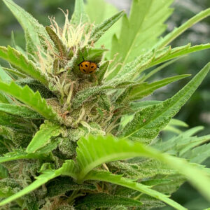 Tropaya F2 (Tropicanna Cookies x Papaya)