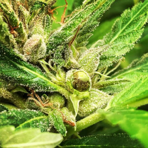 Tropaya F2 (Tropicanna Cookies x Papaya)