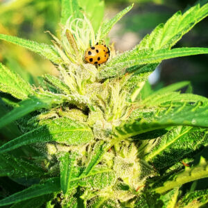 Tropaya F2 (Tropicanna Cookies x Papaya)
