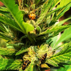 Tropaya F2 (Tropicanna Cookies x Papaya)