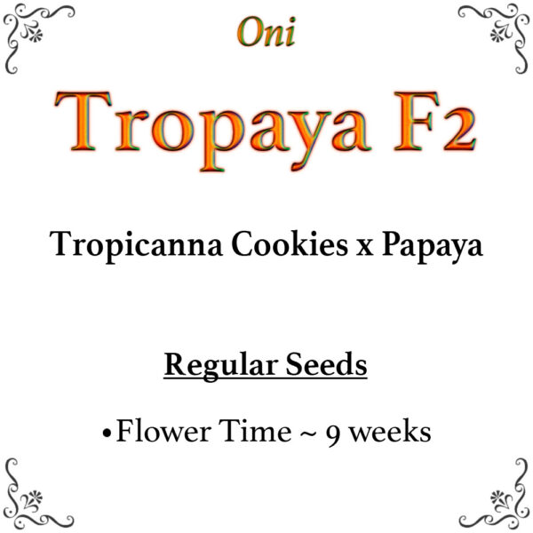 Tropaya F2 (Tropicanna Cookies x Papaya)