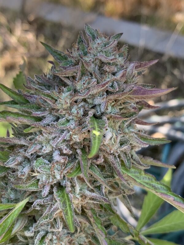 White Runtz x Slapz_25 Whipz - White Runtz x Slapz