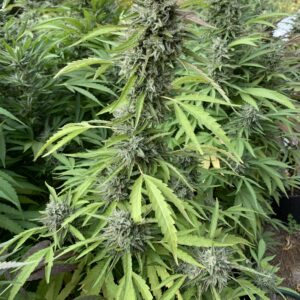 White Runtz x Slapz Seeds